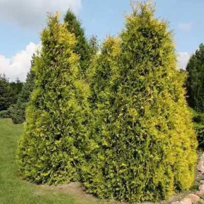 Туя АУРЕОСПИКАТА западная в Новополоцке