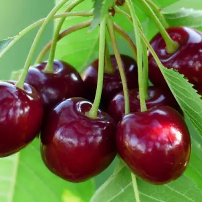 Дюк ЖИВИЦА (ЧЕРЕВИШНЯ) в Новополоцке