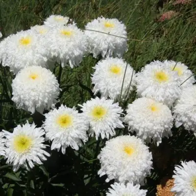 Нивяник ФИОНА ГОГХИЛЛ великолепный в Новополоцке