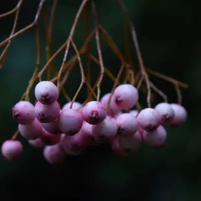 Рябина ПЕКИНСКАЯ сладкоплодная в Новополоцке