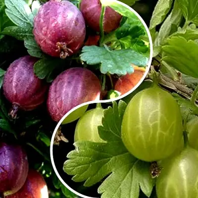 Комплект РЕДКИЙ СЧАСТЛИВЧИК в Новополоцке