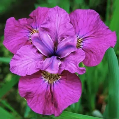 Ирис СИ Я ЛЕЙТЕР сибирский в Новополоцке