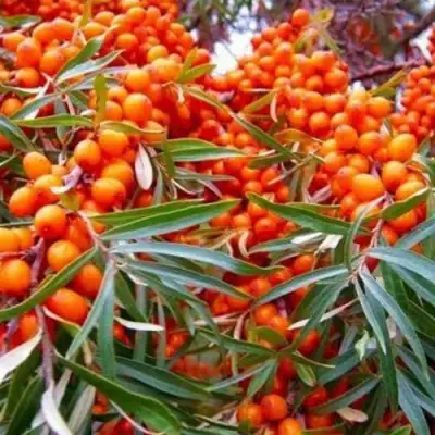 Облепиха ВОРОБЬЕВСКАЯ в Новополоцке