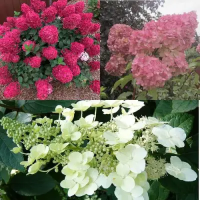 Комплект САД ЭМОЦИЙ в Новополоцке