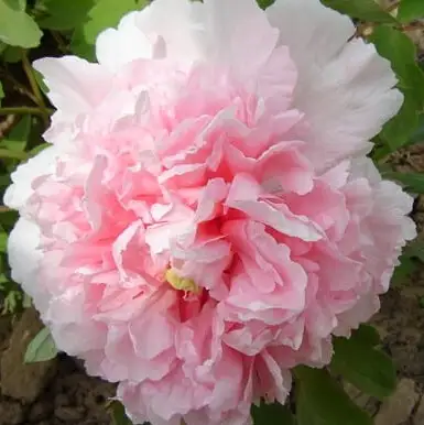 Пион БУКЕТ РОЗОВЫХ ГВОЗДИК древовидный в Новополоцке