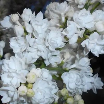 Сирень МИСС ЭЛЕН ВИЛМОТТ в Новополоцке