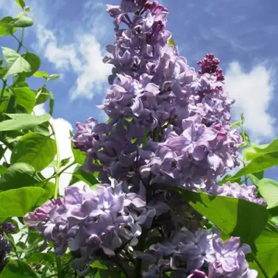 Сирень КРЫЛЬЯ НАДЕЖДЫ в Новополоцке