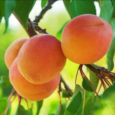 Абрикос ДЕБЮТ в Новополоцке