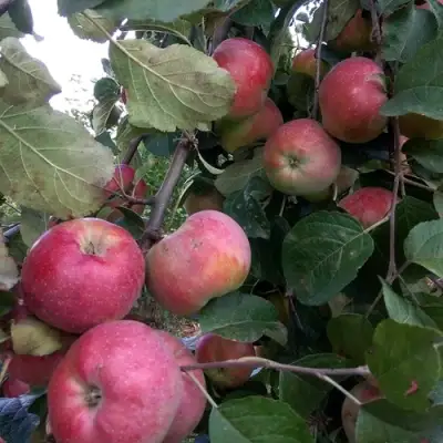 Яблоня АЛЬВА в Новополоцке
