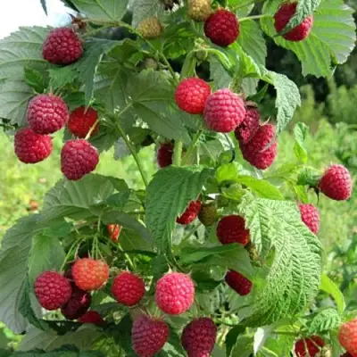 Малина БРУСИЛОВСКАЯ в Новополоцке