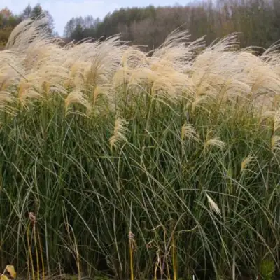 Мискантус ВАНИЛЛА СКАЙ китайский в Новополоцке