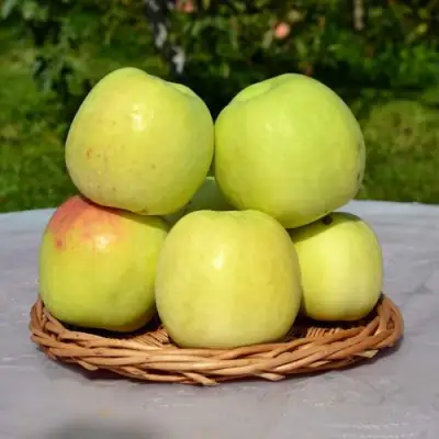 Яблоня БИРСКОЕ ГРУШЕВОЕ (БИЧИК) в Новополоцке