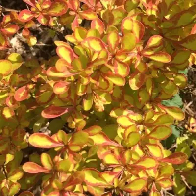 Барбарис САММЕР САНСЕТ тунберга в Новополоцке