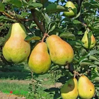 Груша ДОБРЯНКА в Новополоцке
