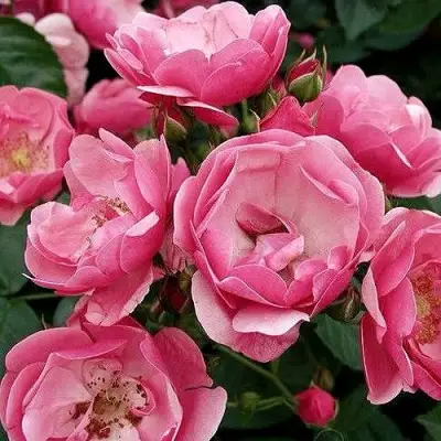 Роза АНГЕЛА флорибунда в Новополоцке