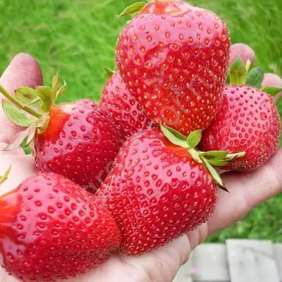 Клубника ЭЛИАНЕ в Новополоцке