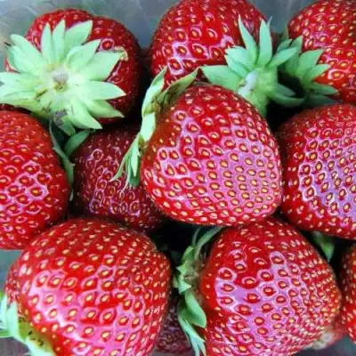 Клубника МАЛЬВИНА в Новополоцке