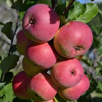 Яблоня ВЭМ-РОЗОВЫЙ в Новополоцке