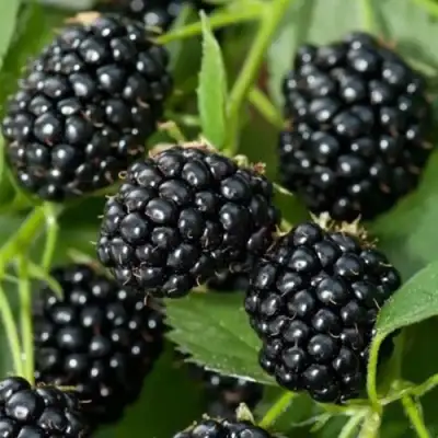 Ежевика ТРИПЛ КРАУН бесшипная  в Новополоцке