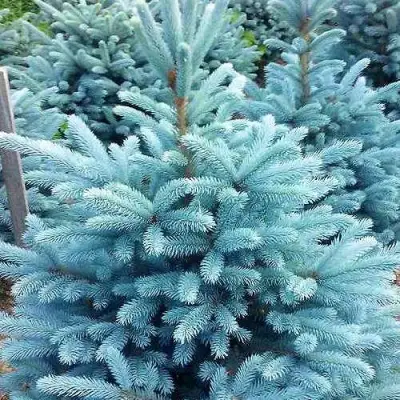 Ель МАДЖЕСТИК БЛЮ колючая в Новополоцке