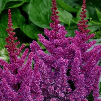 Астильба БЛЭК ЭНД БЛУ китайская в Новополоцке