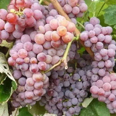 Виноград РИЛАЙНС ПИНК СИДЛИС в Новополоцке