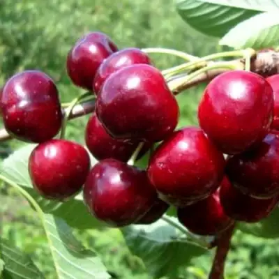 Вишня ВЯНОК в Новополоцке