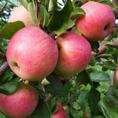 Яблоня ТЕРЕМОК в Новополоцке