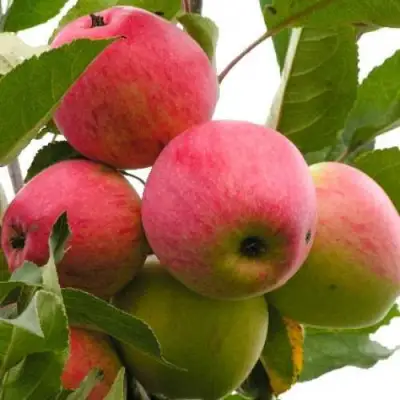 Яблоня МЕЧТА в Новополоцке