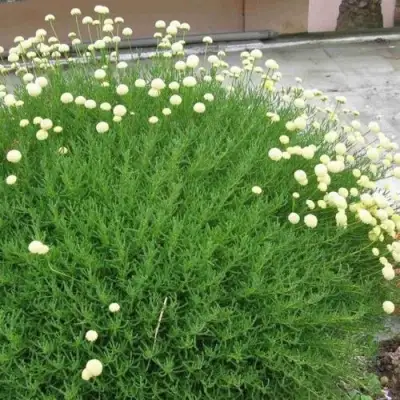 Сантолина зеленеющая в Новополоцке