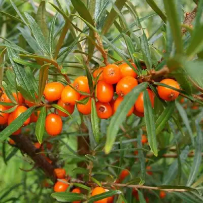 Облепиха БОТАНИЧЕСКАЯ в Новополоцке