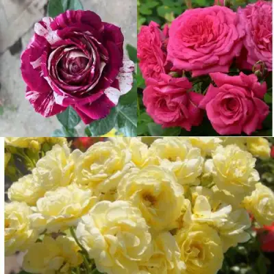 Комплект РОЗОВЫЙ АКЦЕНТ в Новополоцке