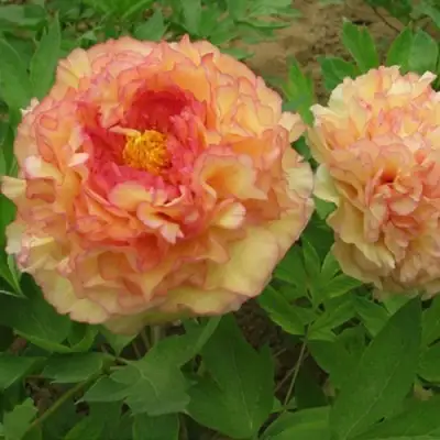 Пион ЗОЛОТАЯ РОССЫПЬ древовидный в Новополоцке