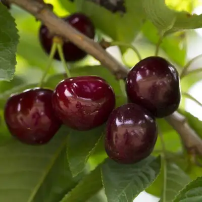 Вишня ЛАСУХА в Новополоцке