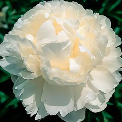 саженцы пиона