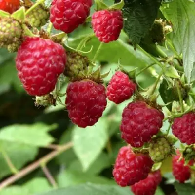 Малина ПРИМАРА в Новополоцке