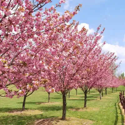 Сакура КАНЗАН в Новополоцке