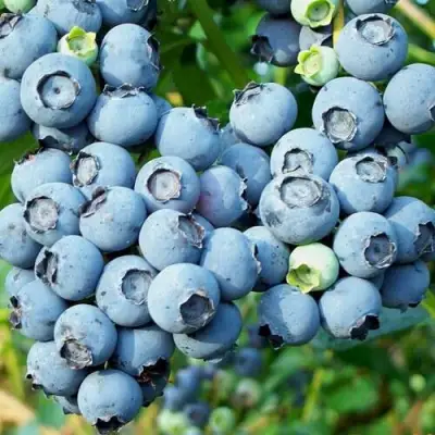 Голубика ПУРУ в Новополоцке