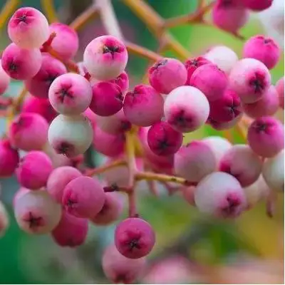 Рябина ПИНК сладкоплодная в Новополоцке