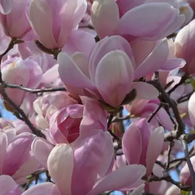 Магнолия ГАЛАКСИ в Новополоцке