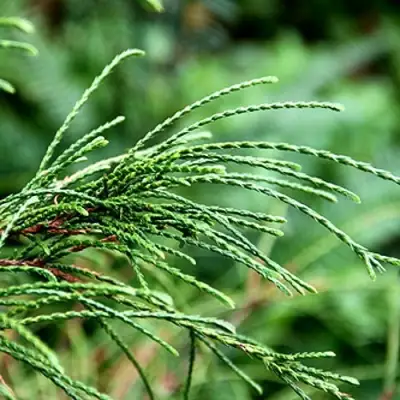 Туя ВИПКОРД складчатая в Новополоцке