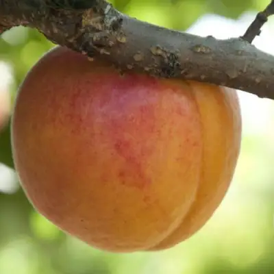  АПРИУМ в Новополоцке