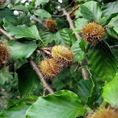 Бук обыкновенный в Новополоцке