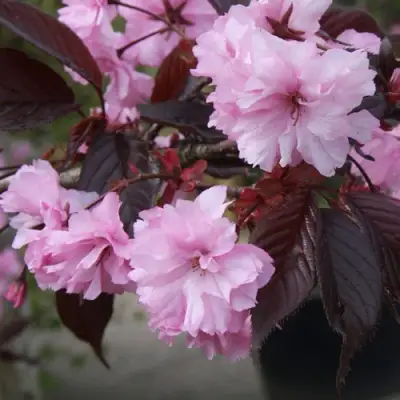 Сакура РОЯЛ БУРГУНДИ в Новополоцке