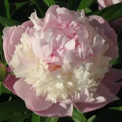 Пион ЩЕРБЕТ травянистый в Новополоцке