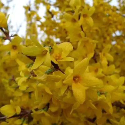 Форзиция ТАРАНДТ промежуточная в Новополоцке