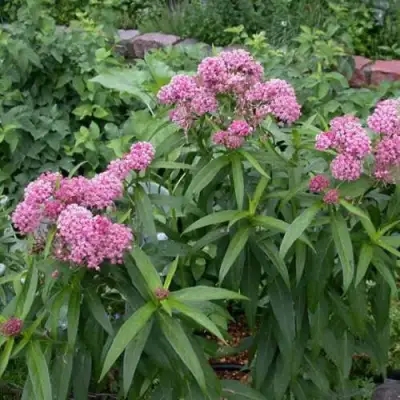 Ваточник МЯСО-КРАСНЫЙ в Новополоцке