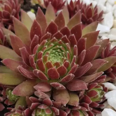 Молодило ЛЮФТШПРУНГ в Новополоцке