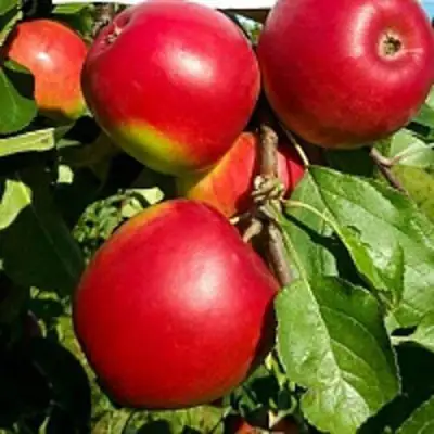 Яблоня РЕДФРИ в Новополоцке