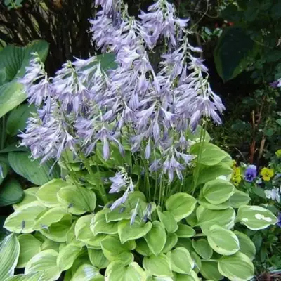 Хоста ГОЛДЕН ТИАРА в Новополоцке